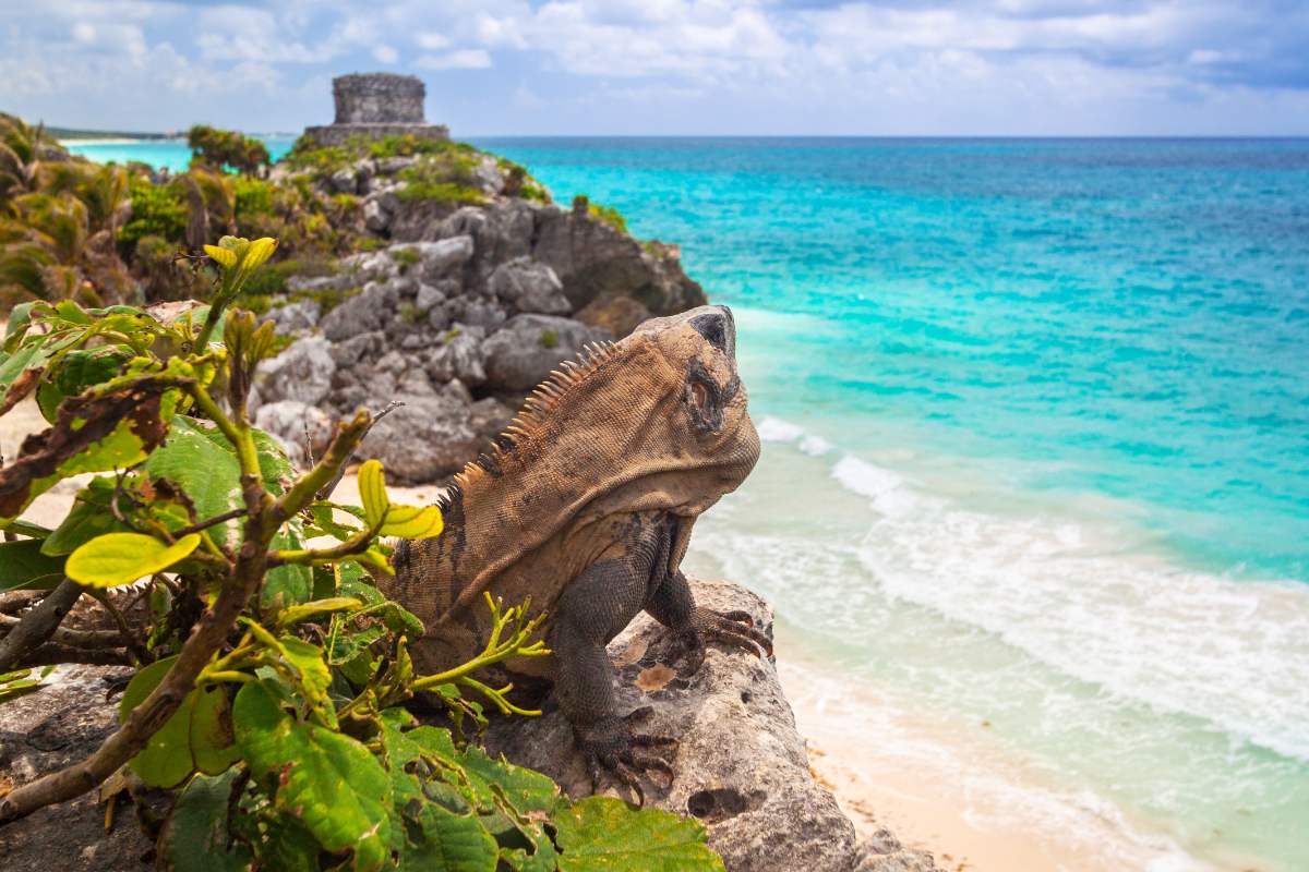 How to get from Cozumel to Tulum, Mexico